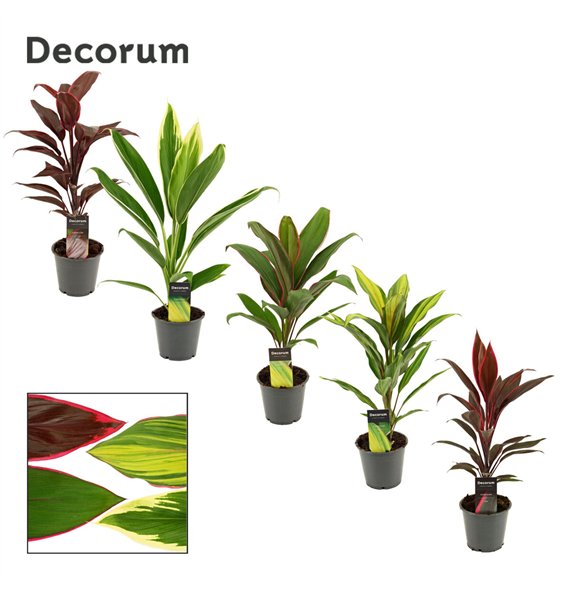 Cordyline fruticosa mix Mix 12cm 40cm 12cm Q1211