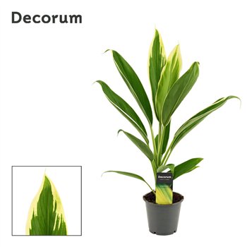 Cordyline fruticosa conga New Conga 12cm 45cm 12cm Q1213