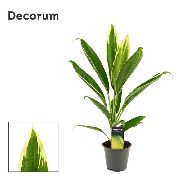 Cordyline fruticosa conga New Conga 12cm 45cm 12cm Q1213