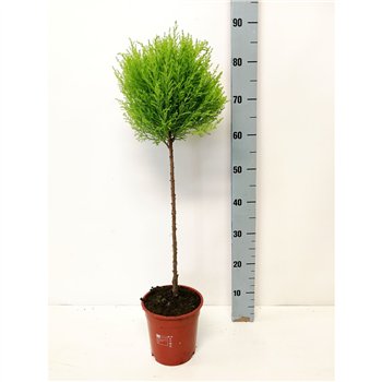 Cipresa macr  goldcrest wilma bulb on stem 80cm 17cm Q1248