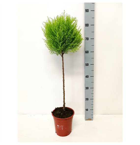 Cipresa macr  goldcrest wilma bulb on stem 80cm 17cm Q1248