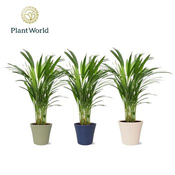 Palma Dypsis lutescens lutescents (Areca) in pot Coco collectie Top Blend 26 pp 45cm 14cm Q1633