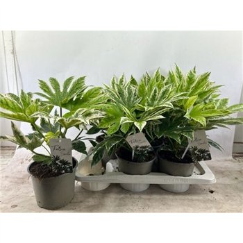 Fatsia japonica variegata spider web 1 pp 40cm 17cm Q1684