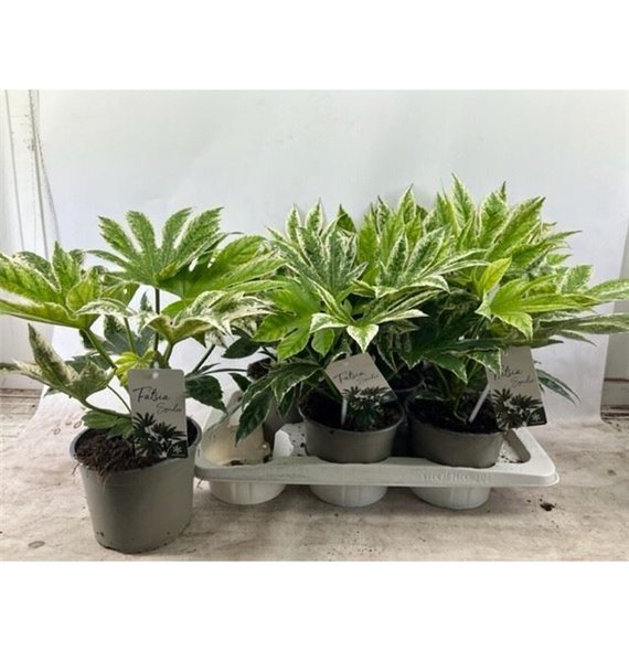 Fatsia japonica variegata spider web 1 pp 40cm 17cm Q1684