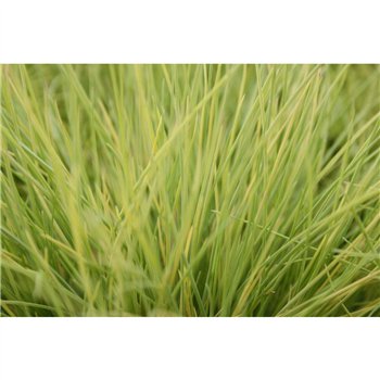 Festuca glauca amigold AmiGold® 30cm 17cm Q1685