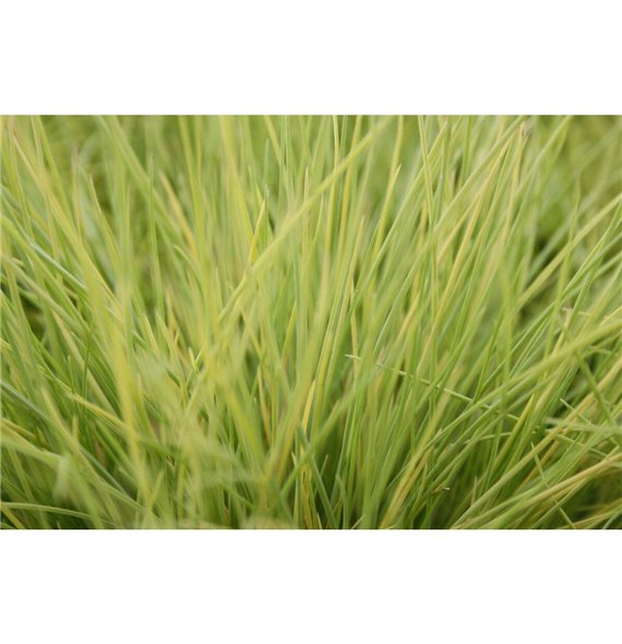 Festuca glauca amigold AmiGold® 30cm 17cm Q1685