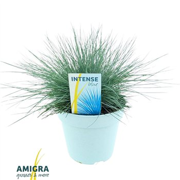 Festuca glauca intens blue Intense Blue® 35cm 17cm Q1688