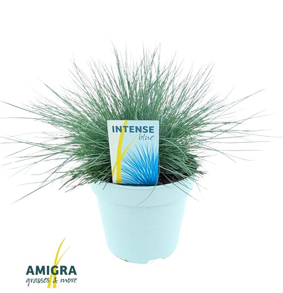 Festuca glauca intens blue Intense Blue® 35cm 17cm Q1688