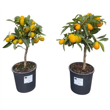 Citrus Kumquat 45cm 15cm Q1846