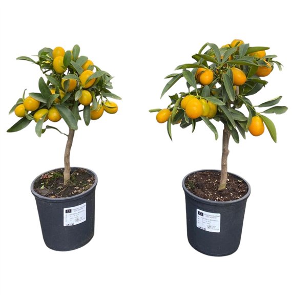 Citrus Kumquat 45cm 15cm Q1846