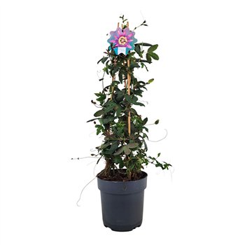 Passiflora amethyst Amethyst piramide p17 70cm 17cm Q1868