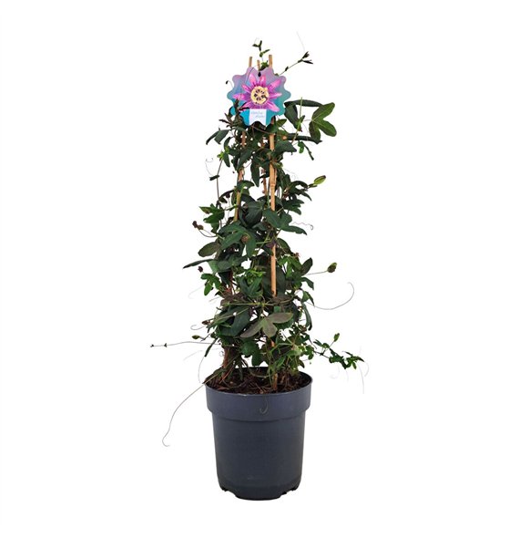 Passiflora amethyst Amethyst piramide p17 70cm 17cm Q1868