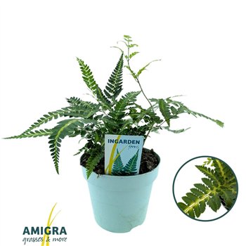 Arachniodes aristata variegata Arachnoides ‘Variegata’ 30cm 17cm Q1893