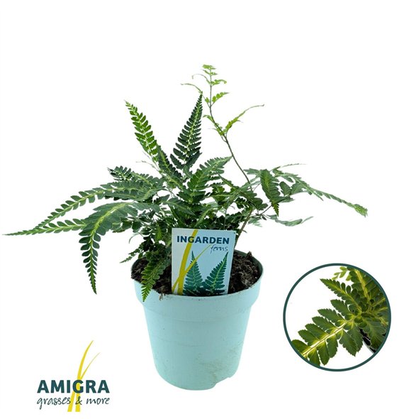 Arachniodes aristata variegata Arachnoides ‘Variegata’ 30cm 17cm Q1893