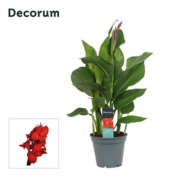Canna kreta Kreta (Decorum) 50cm 17cm Q1918