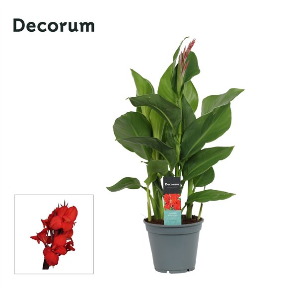 Canna kreta Kreta (Decorum) 50cm 17cm Q1918