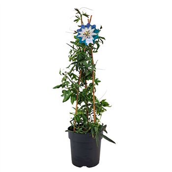 Passiflora caerulea constance elliot Constance piramide p17 70cm 17cm Q1931