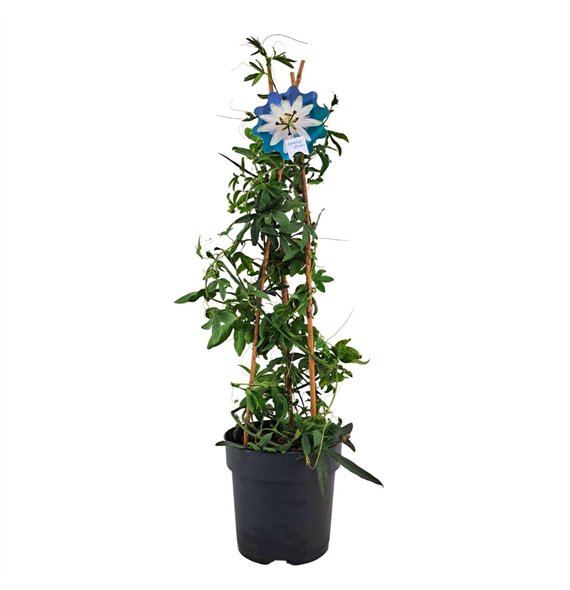 Passiflora caerulea constance elliot Constance piramide p17 70cm 17cm Q1931
