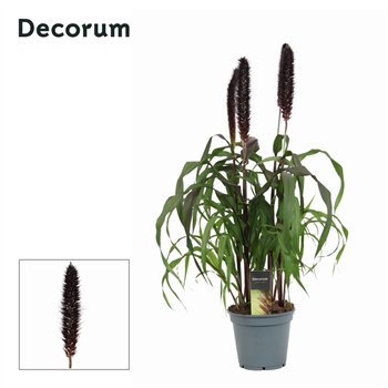 Pennisetum purple baron Purple Baron (Decorum) 70cm 17cm Q1944
