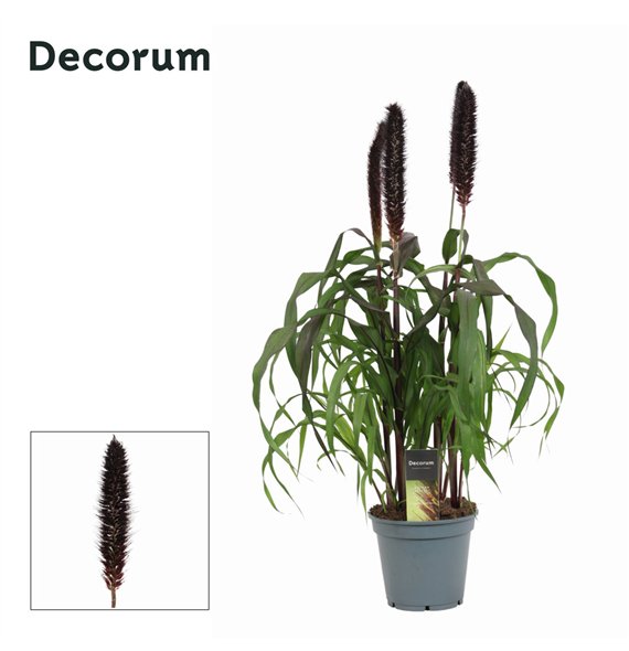 Pennisetum purple baron Purple Baron (Decorum) 70cm 17cm Q1944