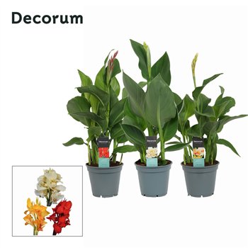 Canna island serie mix Mix (Decorum) 50cm 17cm Q1977