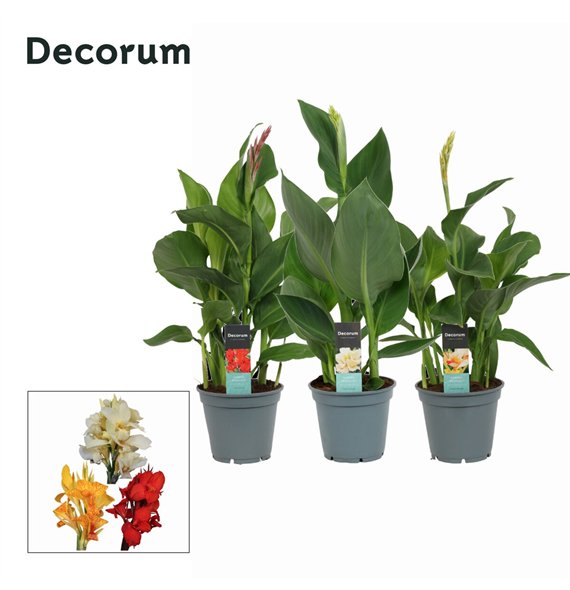 Canna island serie mix Mix (Decorum) 50cm 17cm Q1977