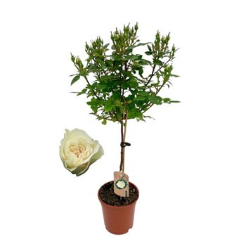 Vrtnica Roos on stem  wit 9 stems plnt 75cm 17cm Q1987