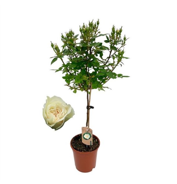 Vrtnica Roos on stem  wit 9 stems plnt 75cm 17cm Q1987