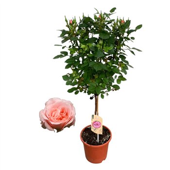 Vrtnica Roos on stem  roze 9 stems plnt 75cm 17cm Q1988