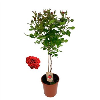Vrtnica Roos on stem  rood 9 stems plnt 75cm 17cm Q1989