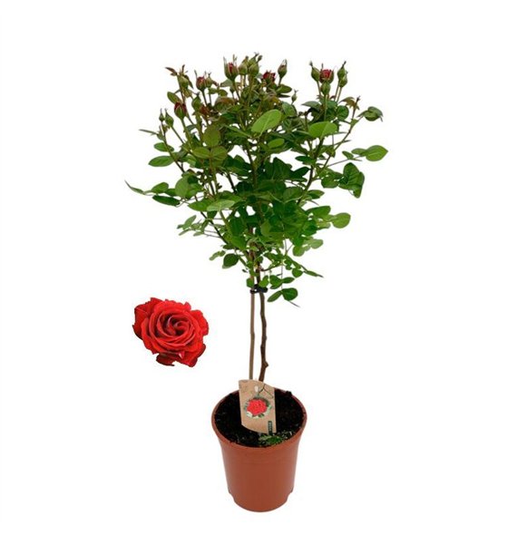 Vrtnica Roos on stem  rood 9 stems plnt 75cm 17cm Q1989