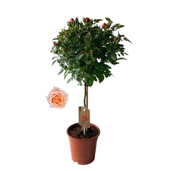 Vrtnica Roos on stem  Oranje 9 stems plnt 75cm 17cm Q1990
