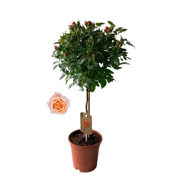 Vrtnica Roos on stem  Oranje 9 stems plnt 75cm 17cm Q1990