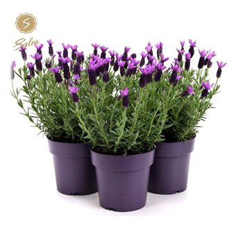 Lavandula stoechas anouk st  Anouk® Collection P15 37cm 15cm Q2000