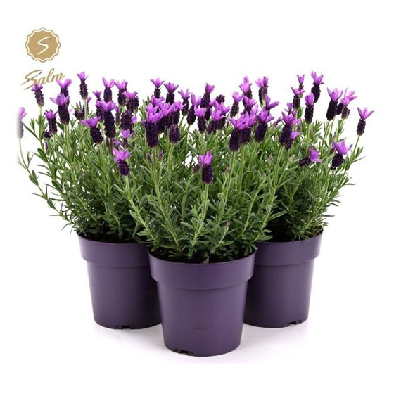 Lavandula stoechas anouk st  Anouk® Collection P15 37cm 15cm Q2000
