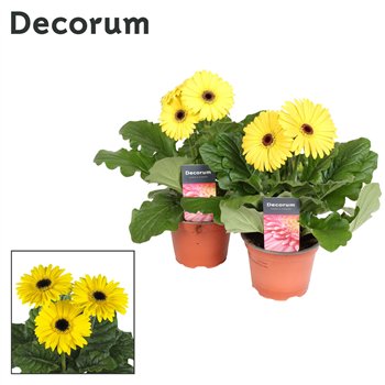 Gerbera flori line geel 2+ fl  12cm in sleeve (several kleurtinten) Decorum 2 500 22cm 12cm Q2028