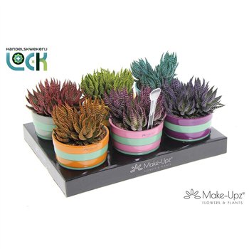 Haworthia Zebrina mix in ceramic 15cm 10.5cm Q2045