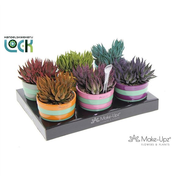 Haworthia Zebrina mix in ceramic 15cm 10.5cm Q2045