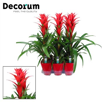 Guzmania ostara Ostara Luxe ceramic (Decorum)1 fl 60cm 14cm Q2126