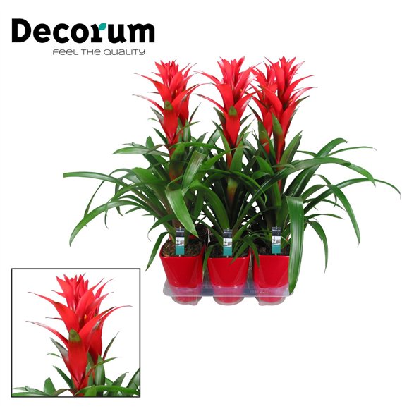 Guzmania ostara Ostara Luxe ceramic (Decorum)1 fl 60cm 14cm Q2126