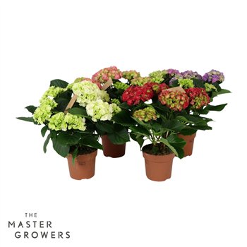 Hortenzija macr  mix Everlast 5+ flowers5 fl 40cm 14cm Q2181