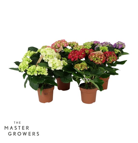 Hortenzija macr  mix Everlast 5+ flowers5 fl 40cm 14cm Q2181