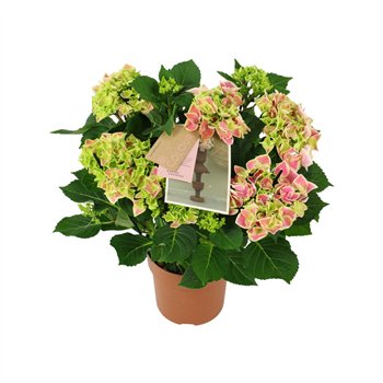 Hortenzija macr  tivoli bicolor pink 9 10 flowersbl 40cm 14cm Q2182