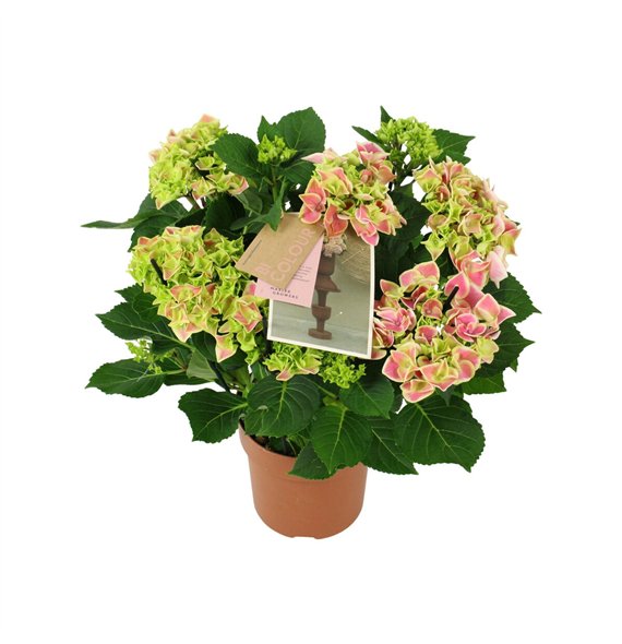 Hortenzija macr  tivoli bicolor pink 9 10 flowersbl 40cm 14cm Q2182