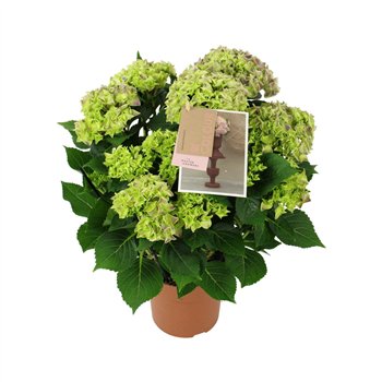 Hortenzija macr  tivoli bicolor blue 9 10 flowersbl 40cm 14cm Q2183