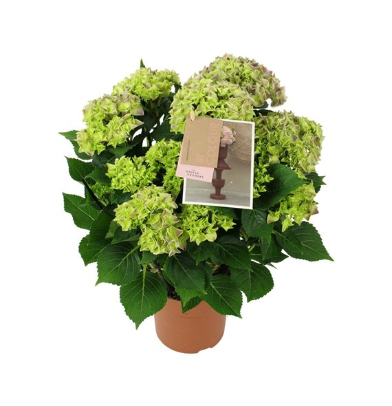Hortenzija macr  tivoli bicolor blue 9 10 flowersbl 40cm 14cm Q2183