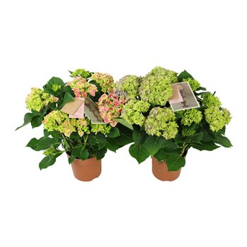 Hortenzija macr  tivoli bicolor mix 9 10 flowersbl 40cm 14cm Q2184