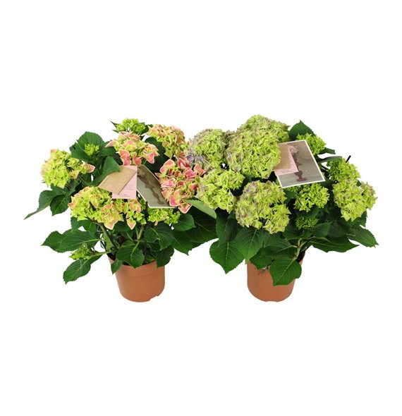 Hortenzija macr  tivoli bicolor mix 9 10 flowersbl 40cm 14cm Q2184