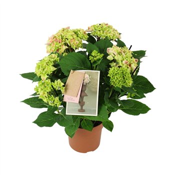 Hortenzija macr  tivoli bicolor pink 7 8 flowersbl 40cm 14cm Q2185