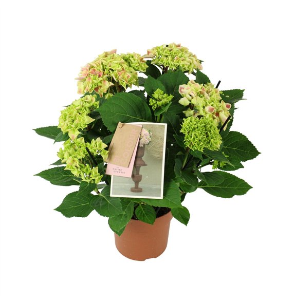 Hortenzija macr  tivoli bicolor pink 7 8 flowersbl 40cm 14cm Q2185